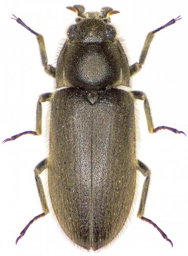 Réf. 217 078 : Dryops luridus